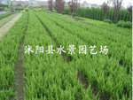【水景园艺诚销】批发供应多种大叶黄杨（自产自销 低价批发） 
