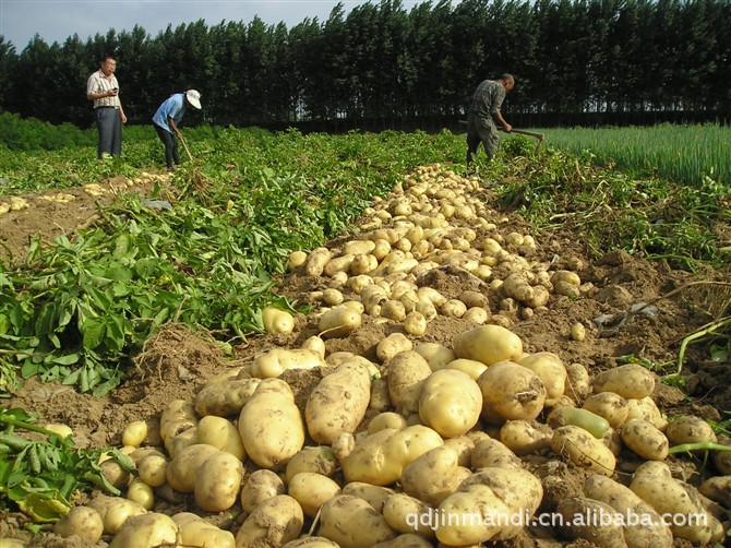 T农民喜获丰收 专业供应 土豆种薯 马铃薯总数