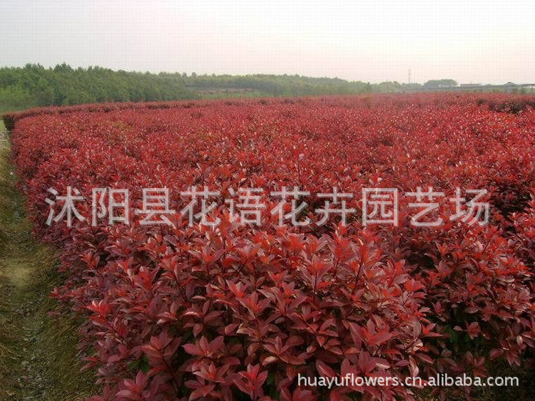 红叶石楠图片 红叶石楠图片