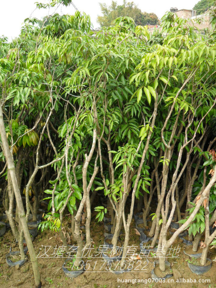 【自育低价批发占地用果树苗 荔枝苗 大,中,小苗