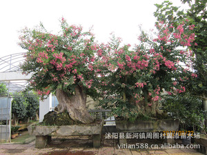 【名贵盆景树】名贵盆景树价格\/图片_名贵盆景