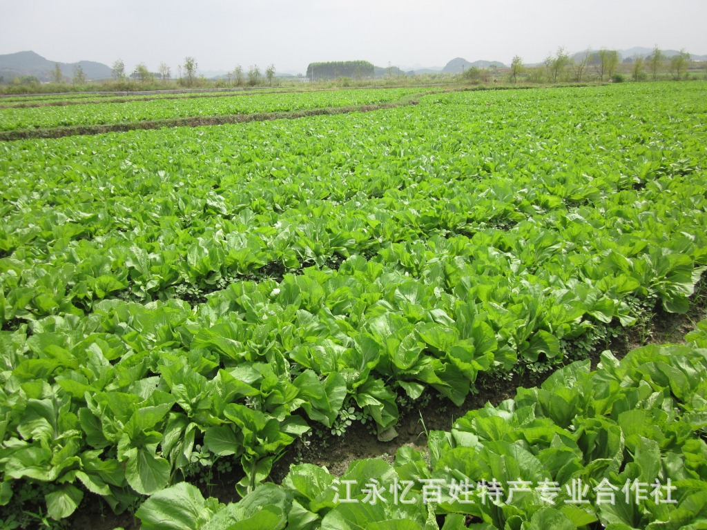 忆百姓特产供应口感爽脆无渣 味道独特 酸菜腌制首选包心芥菜