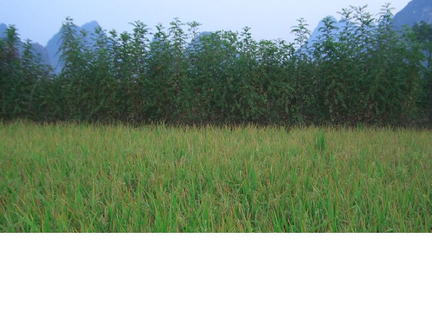 供应大量优质<em>马甲子苗</em>(40-60公分高)_供应信息