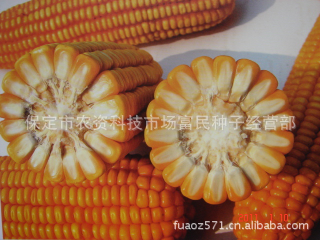 产品中心 粮食作物种子 > 批发销售吉林黑龙江高产早熟玉米品种德美亚