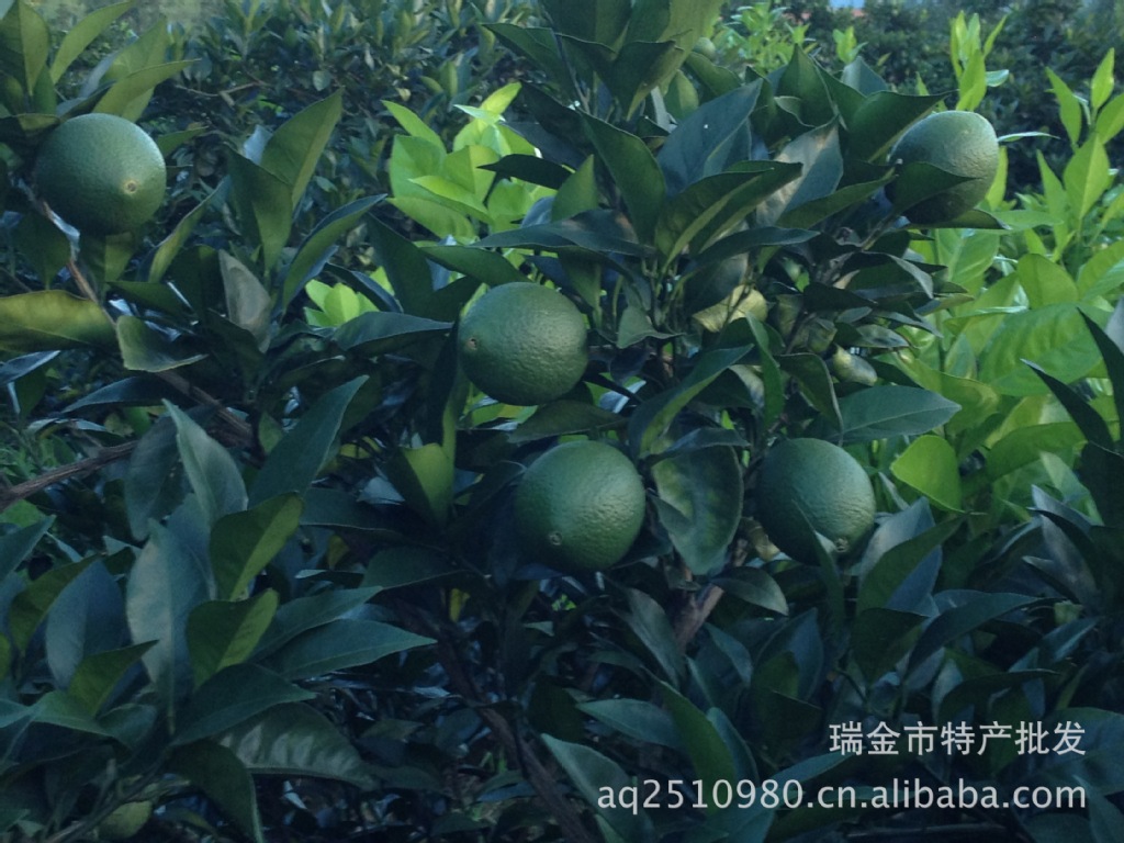 永修县商贸发展动态：开启商贸新时代