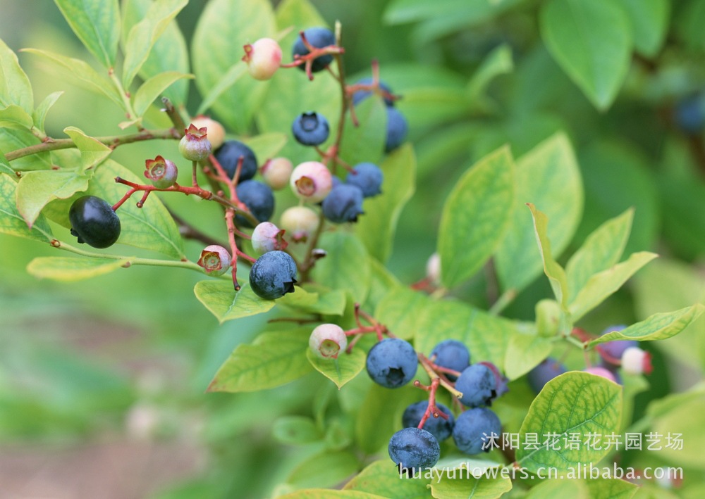 蓝莓价格