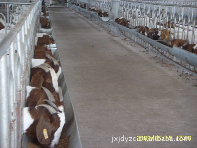 波尔山羊养殖基地@波尔山羊养殖效益@波尔山羊养殖场（图）