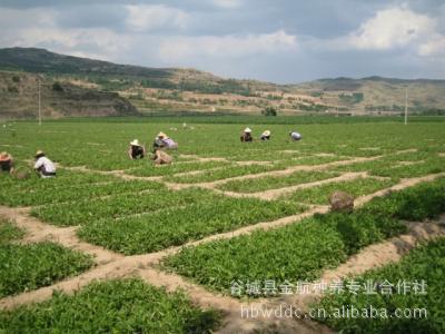 旱半夏_种植旱半夏收入如何(2)