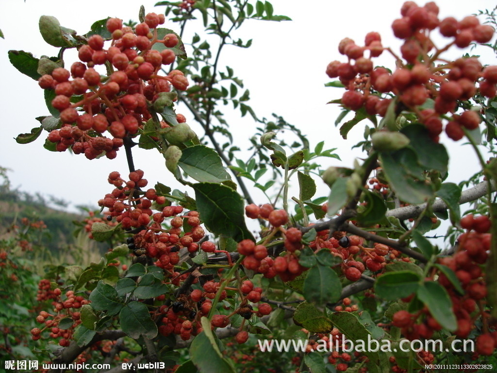 【特价供应重庆永川2012特麻新鲜采摘红花椒
