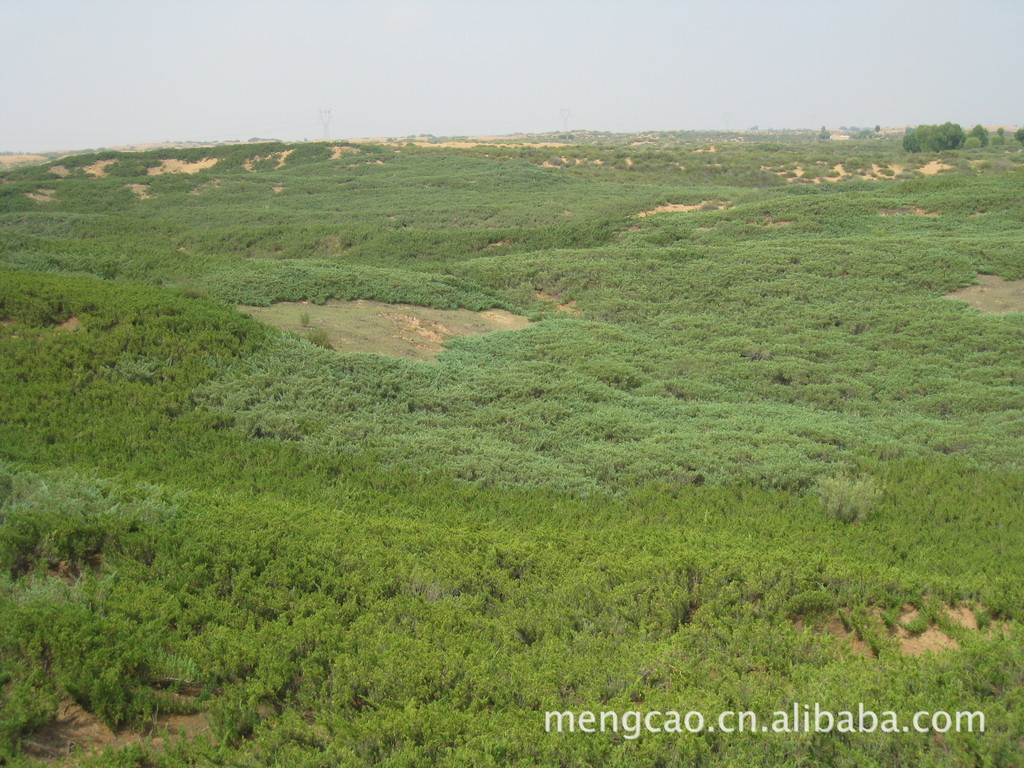 灌木-沙地柏-蒙草抗旱<em>绿化苗木</em>-防风固沙、水土