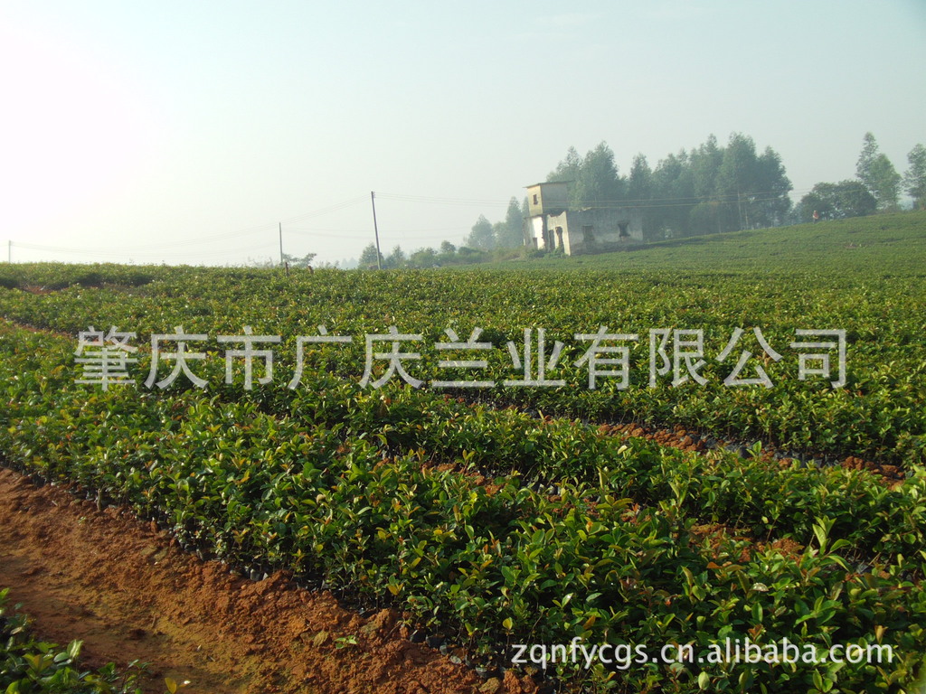 超低价超大量3年生岑溪软枝播种袋装油茶苗图