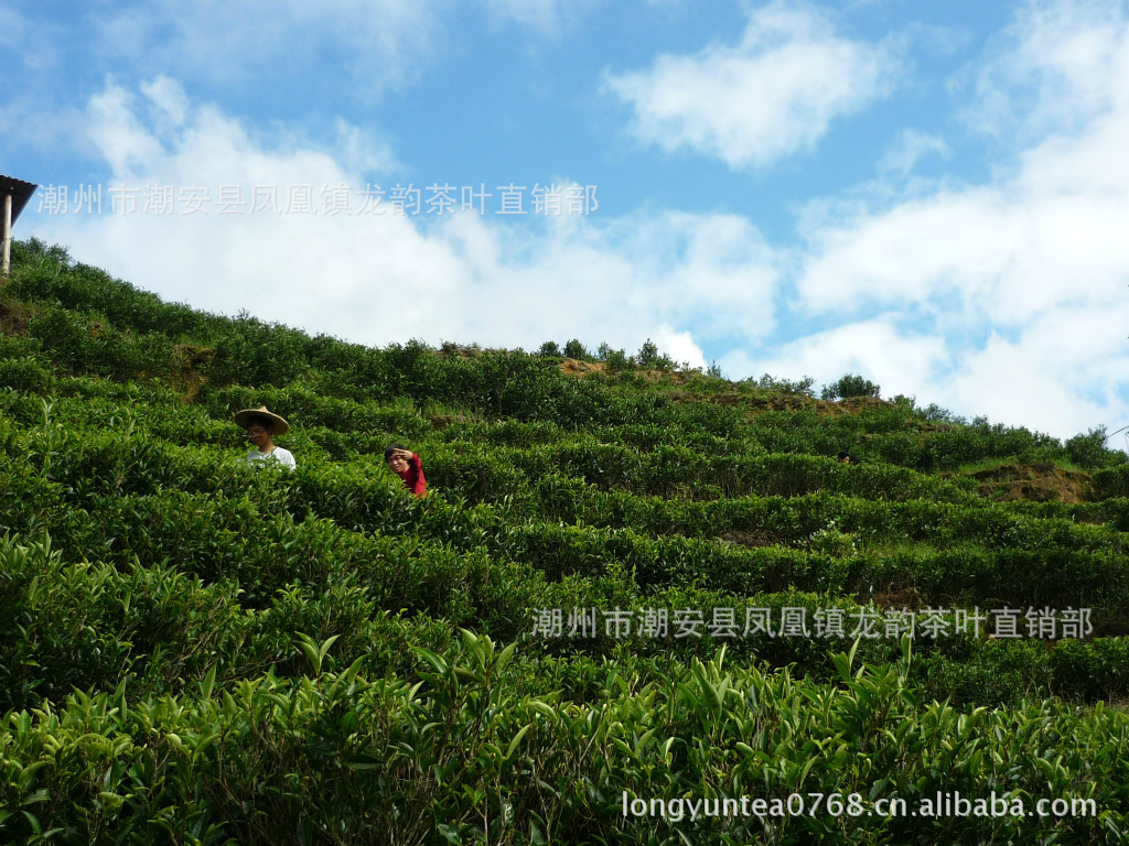 产地供应茶叶 凤凰雪片茶 清香型单丛茶 凤凰玉兰香单枞茶