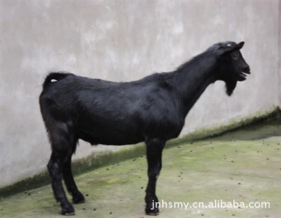 牛-湖北孝感肉牛养殖场\/改良肉牛夏洛莱牛养殖