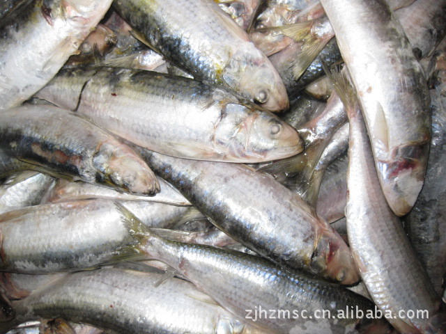 冻鱼海鲜水产品沙丁鱼青鳞鱼青皮青济harengula unasi