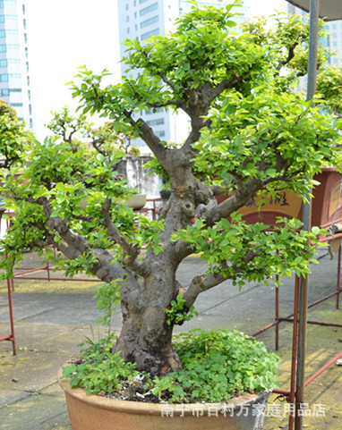 树木盆景 岭南榆树盆景 大型树桩盆景