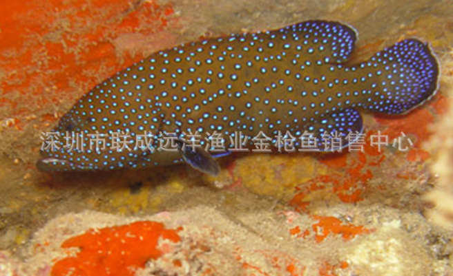 供应马尔代夫产天然野生石斑鱼--黑瓜子斑红嘴(0-4