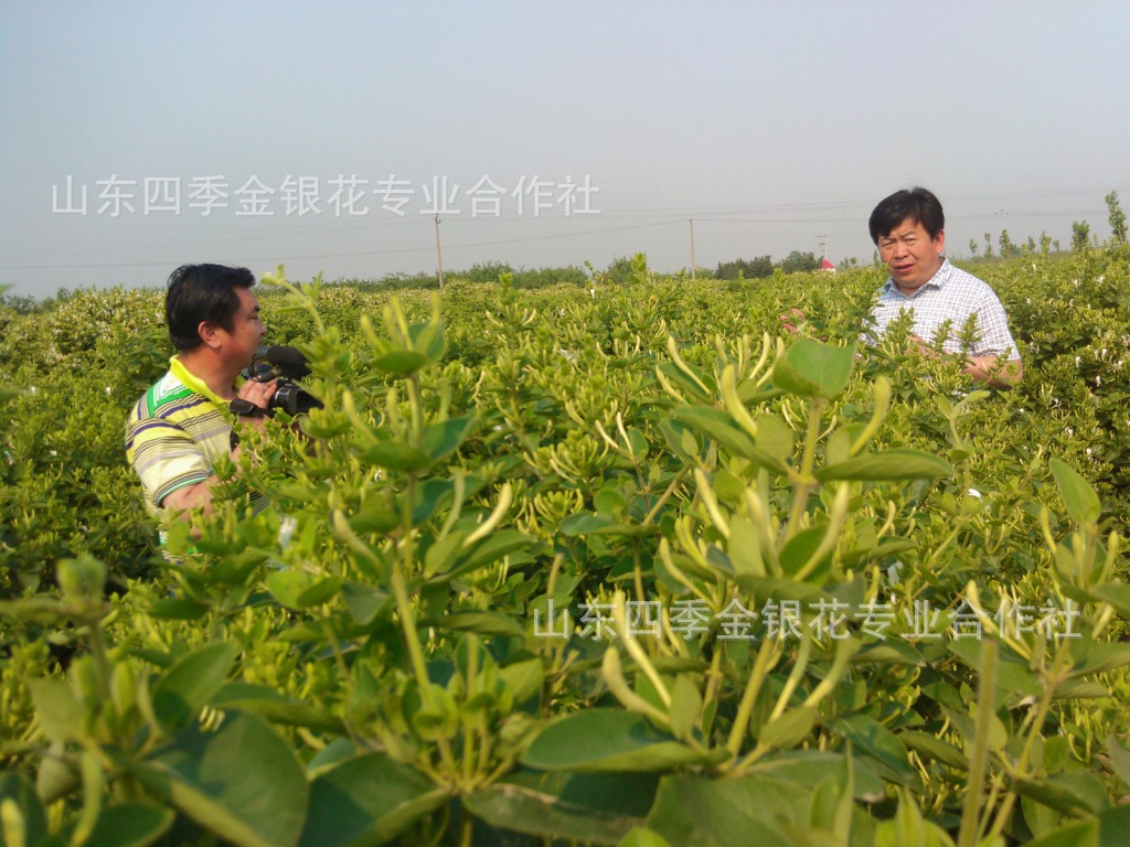 供金银花苗木,四季金银花,树形金银花,金银花品种,种植金银花