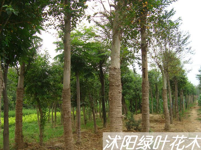 乔木-绿化苗木<em>高杆女贞</em>直径<em>20</em>-30<em>公分</em>,栾树直