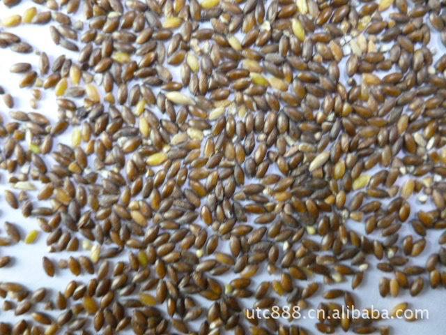 黑黄金米 黑大米 大米 中国野生黄金米 营养食品 稻子 五谷杂粮