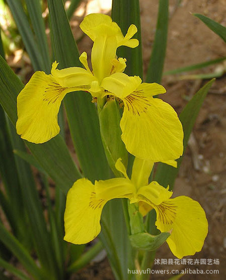 黄菖蒲批发