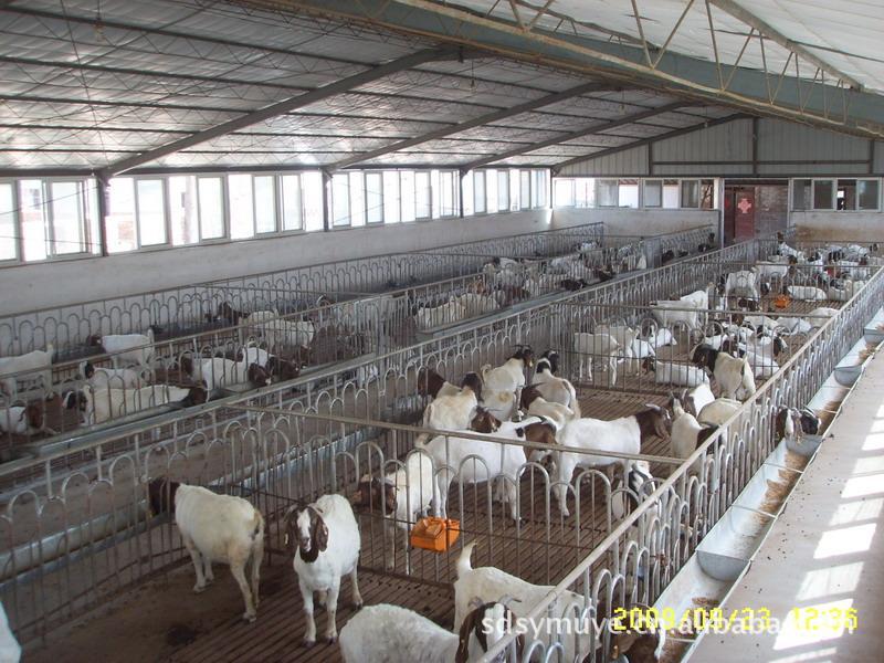 肉羊致富养殖  肉羊价格  肉羊养殖效益分析
