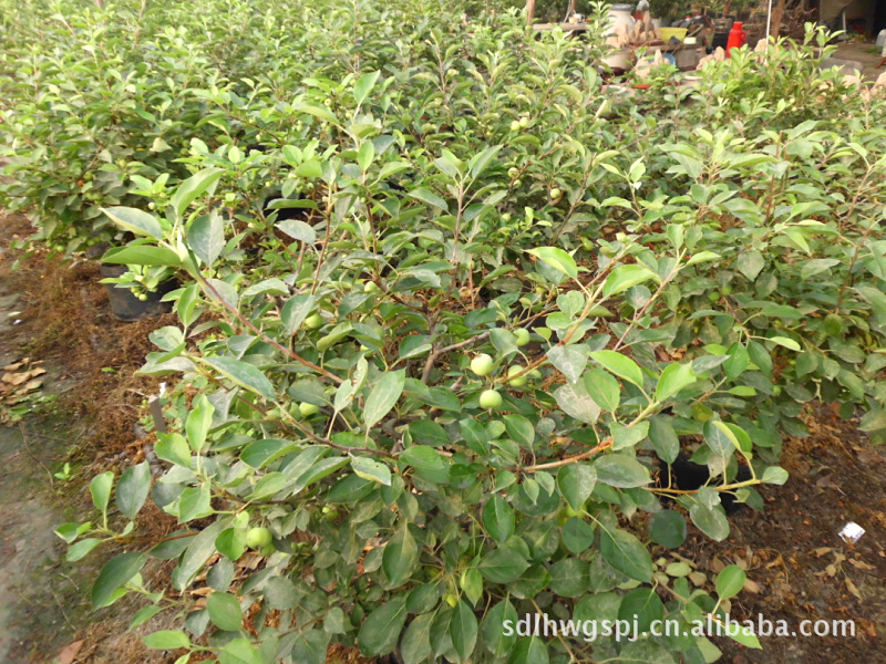 济宁龙河湾果树盆景基地是专业栽培 富士苹果