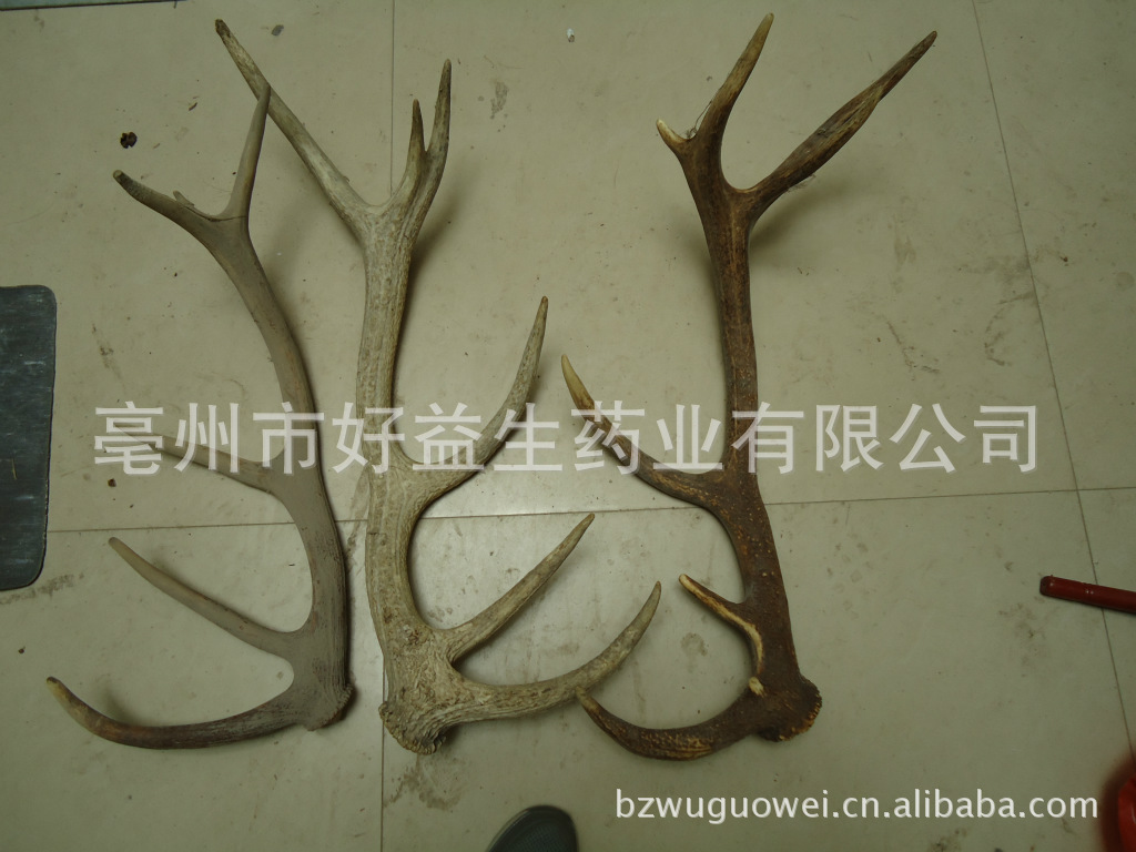 批发各种羊角,绵羊角,黄山羊角,加工羊角丝羊角粉