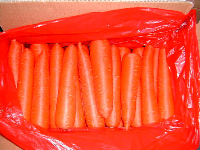 Fresh Carrot