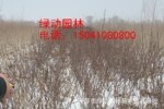 供应榆叶梅 榆叶梅小苗 榆叶梅工程苗价格
