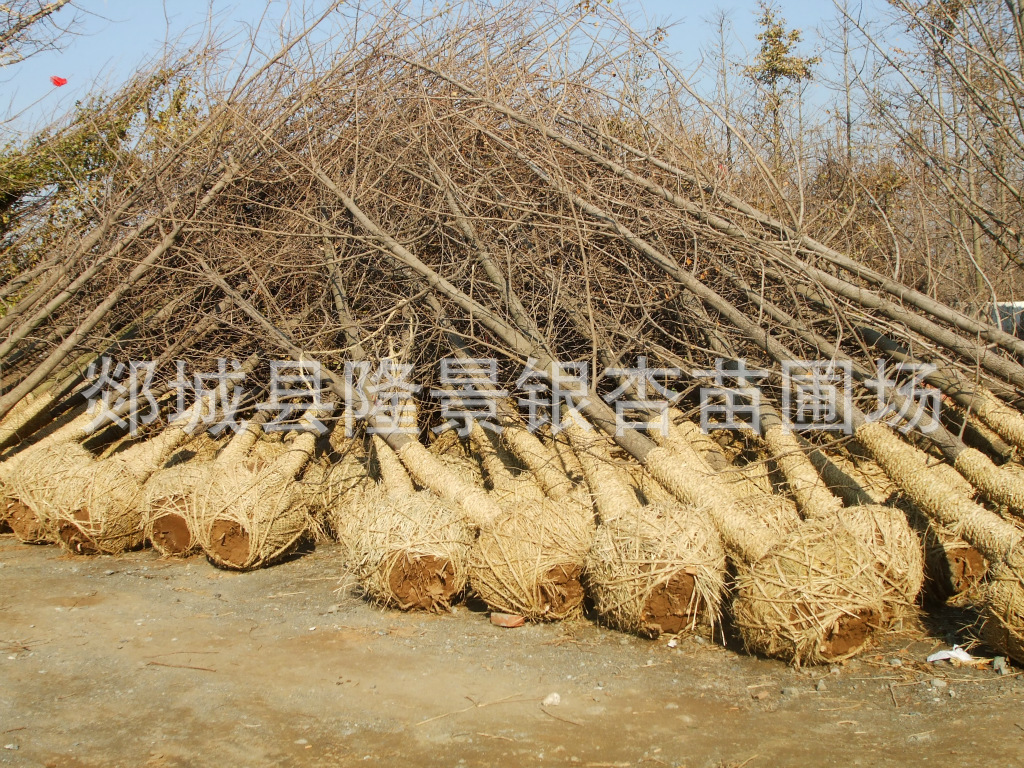 【产地直销优质银杏树 银杏实生树 嫁接树规格