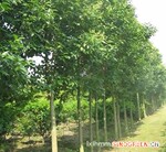 批发绿化苗木 高杆女贞(大叶女贞) 规格齐全