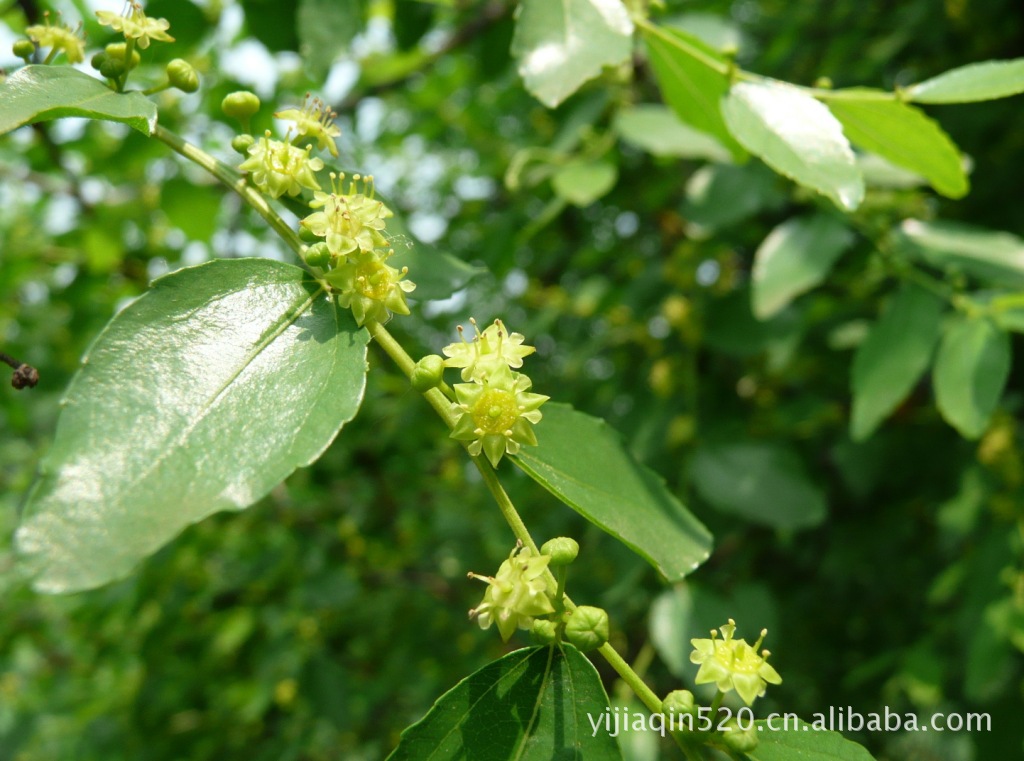 【自产自销纯天然枣花蜂蜜 野生蜂蜜 纯蜂蜜 优质蜂蜜】价格,厂家,图片,蜂蜜,毛治英(个体经营)-马可波罗网