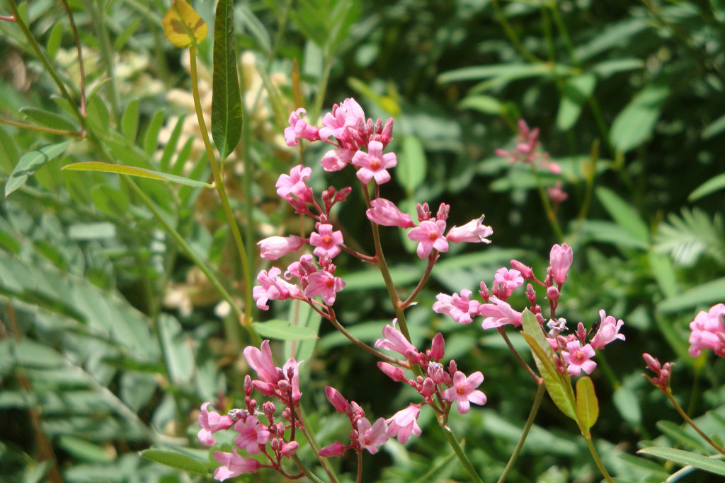 【新疆特产 罗布麻珍珠茶150g 100%天然绿色 降血压降血脂 安神助眠】价格,厂家,图片,其他茶叶,郑州沙漠绿岛新疆干果商行-马可波罗网