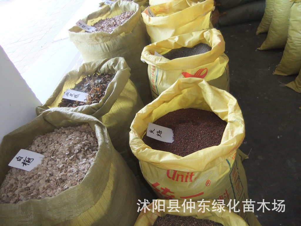 种苗、<em>种子</em>、种球-批发<em>马甲子种子</em> 种子批发 花