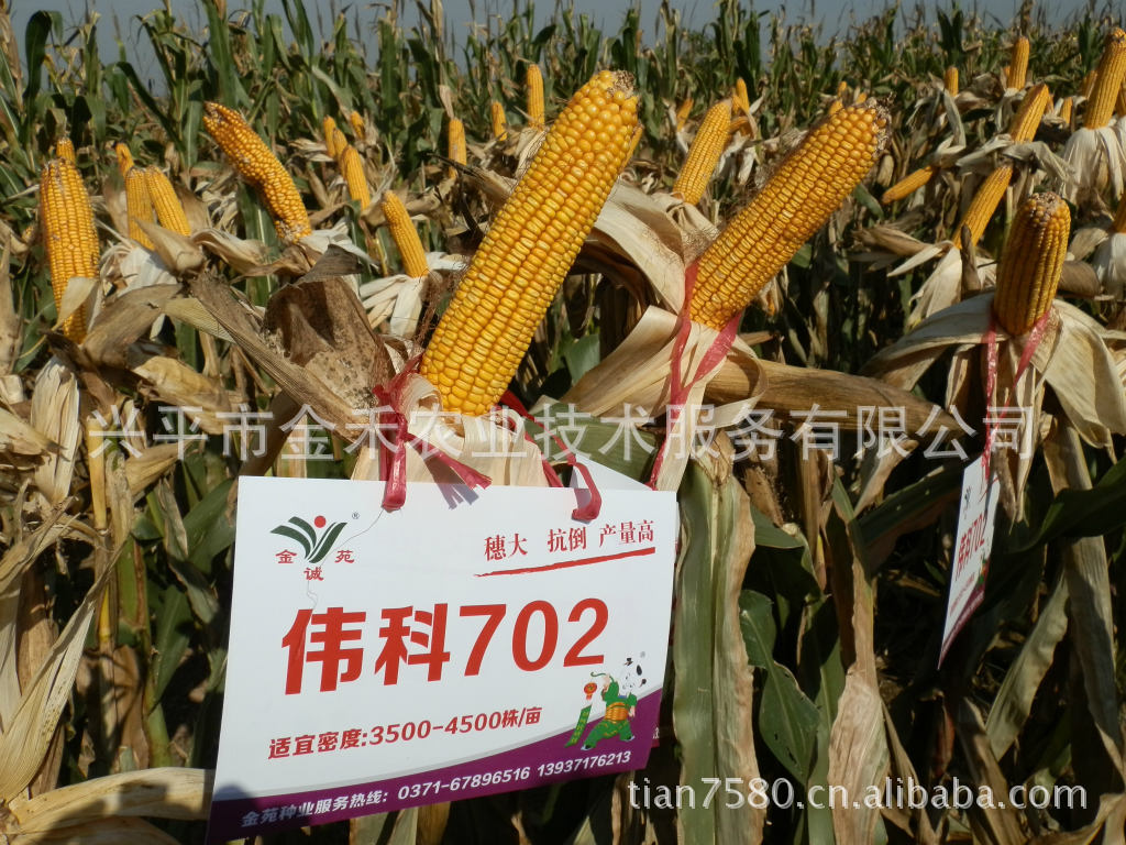中种958 伟科702 超级玉米种  -陕西农作物