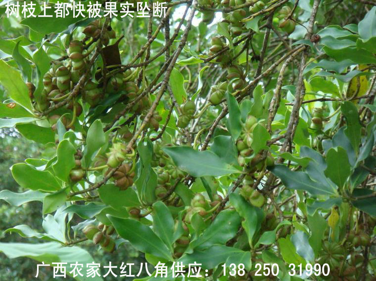 库存农产品-广西木格八角之乡八角茴香大茴香