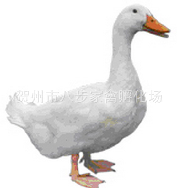 【直销 广西三黄鸡苗 贺州信都三黄鸡苗 三黄鸡