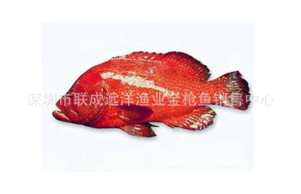 石斑鱼分为东星斑,老鼠斑,苏媚,苏鼠斑,青斑,麻斑,老虎斑,黄丁斑,红