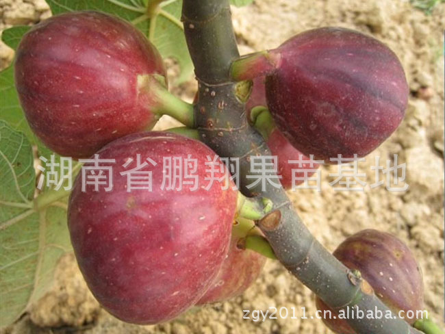 【果苗 无花果树苗木-波姬红 无花果苗 当年可