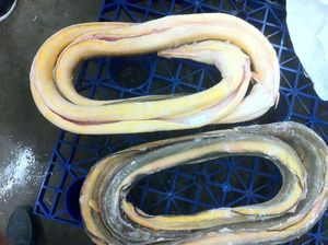 【冰鳗鱼】冰鳗鱼价格\/图片_冰鳗鱼批发\/采购