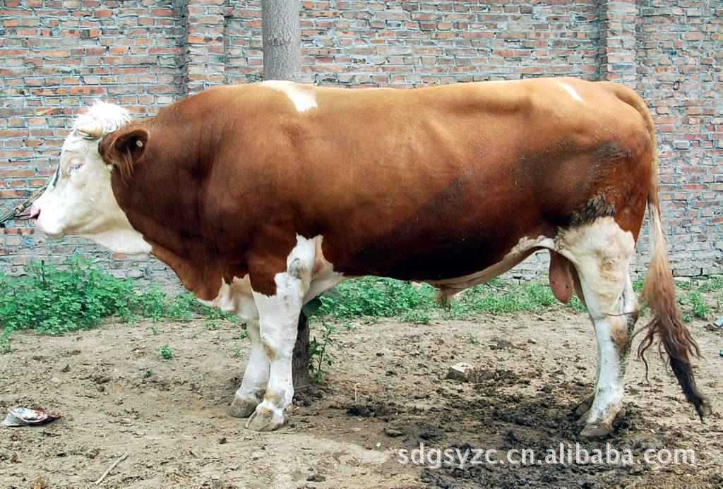 出售育肥肉牛犊 小公牛小母牛种牛肉牛品种肉牛养殖技术