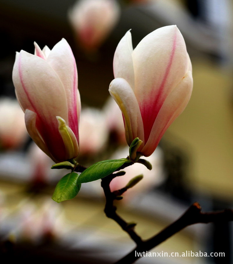 花卉种子种苗 莱芜天馨苗木 供应白玉兰 白玉兰,俗称"望春花"