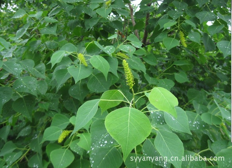 现厂家直销优质四季青花卉种子 种苗 供应园林绿化苗木花卉.