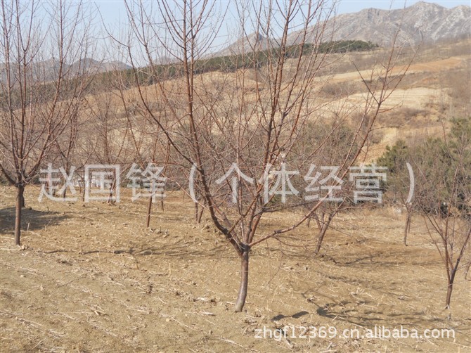 价供应1万多株5-12公分杏树图片大全,临夏县国