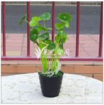 12头小荷叶 仿真植物小盆景 插花配叶 仿真花