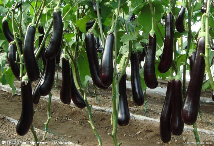 【【健康保证】供应新鲜无公害茄子 绿色蔬菜