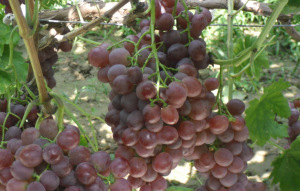 临近过年员工提前回家,老板全家充当临时工很