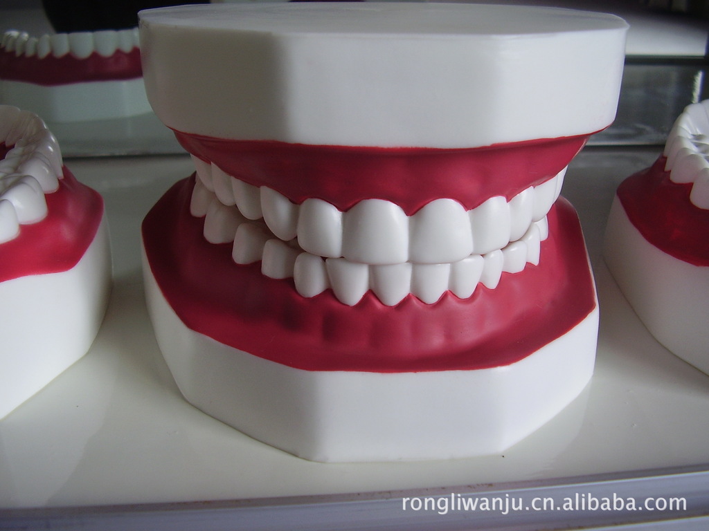 来样图定制牙齿模型教学课用品仿真牙齿口腔护理搪胶工艺