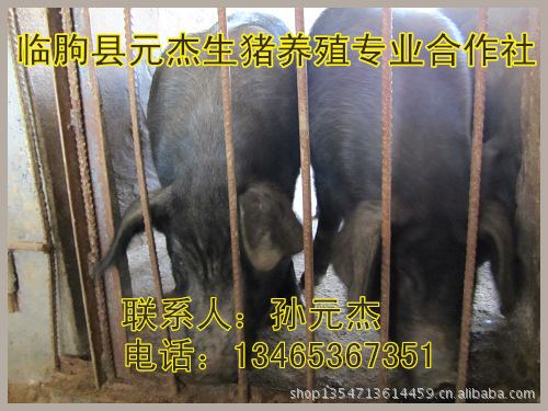 苏太猪行情 苏太母猪价格 提供太湖母猪饲养技