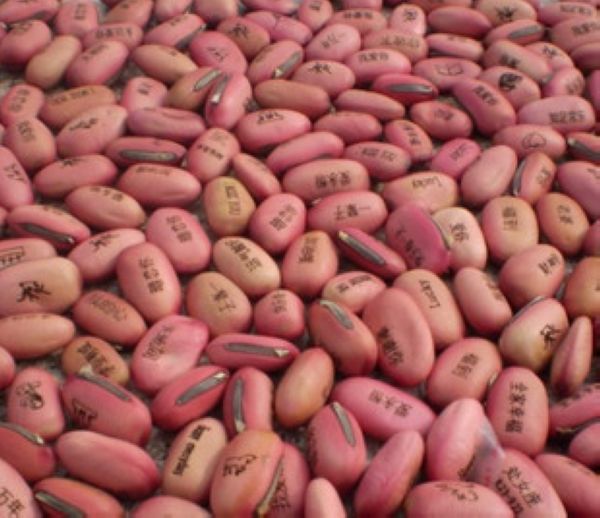K014 粉紅色魔豆 供應綠色環保愛情魔豆種子 可印LOGO 定做